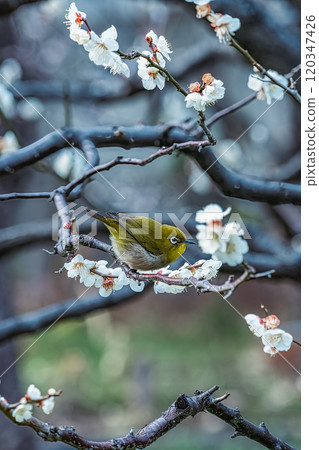Plump White-eye 120347426