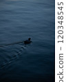 A coot breaks the calm 120348545