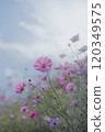 Cosmos shining in the blue sky 120349575