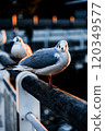 Black-headed gull perching on a fence 120349577