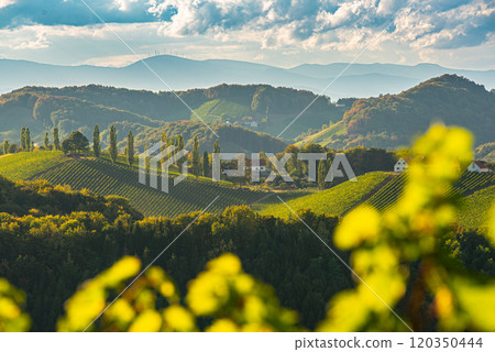 Vineyards landscape famous destination wine street area south Styria , wine country in summer. Tourist destination 120350444