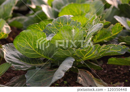 White cabbage growing in a field. Green cabbage leaves sunset backlit White cabbage growing in a field. Green cabbage leaves sunset backlit 120350448