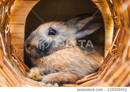 Cute little bunny lying in a wooden house during summer. 120350452