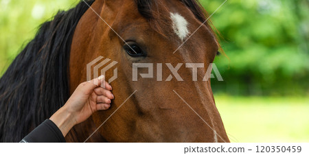 A close-up image of a brown horse's head, capturing the detailed texture of the fur and the eye. 120350459