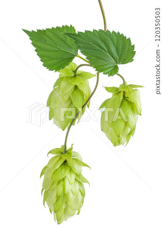 Hop cones branch isolated on white background. Beer brewing ingredients Hop cones branch isolated on white background. Beer brewing ingredients 120350503