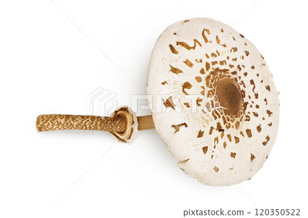 Parasol mushroom or Macrolepiota procera isolated on white background Parasol mushroom or Macrolepiota procera isolated on white background 120350522