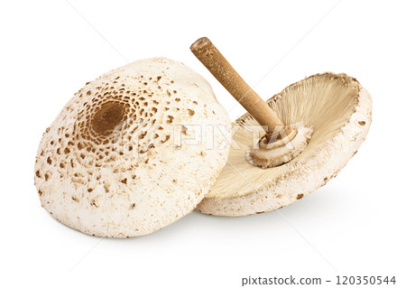 Parasol mushroom or Macrolepiota procera isolated on white background 120350544