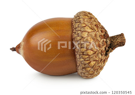 Brown acorn oak nut isolated on white background Brown acorn oak nut isolated on white background 120350545