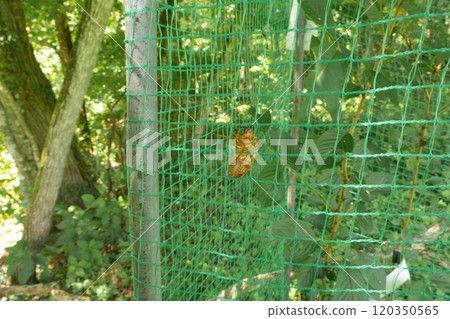 Image of a cicada shell (stock photo) Image of a cicada shell (stock photo) 120350565