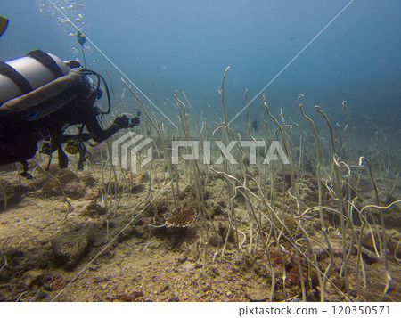 A scuba diver swimming over an area with Junceella fragilis, or Fragile sea whip, Delicate sea whip A scuba diver swimming over an area with Junceella fragilis, or Fragile sea whip, Delicate sea whip 120350571