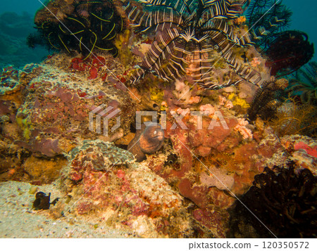 Yellowmargin Moray Eel or Gymnothorax flavimarginatus in a coral reef in Puerto Galera, Philippines Yellowmargin Moray Eel or Gymnothorax flavimarginatus in a coral reef in Puerto Galera, Philippines 120350572