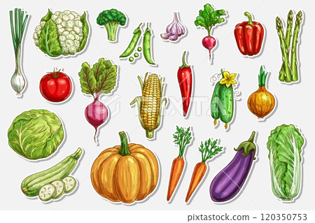 Vegetables vector sketch stickers of fresh farm food. Onion, broccoli, tomato and green zucchini, carrot, pumpkin, cucumber, cabbage and pepper hand drawn vegetables, ripe veggie food engraved tags Vegetables vector sketch stickers of fresh farm food. Onion, broccoli, tomato and green zucchini, carrot, pumpkin, cucumber, cabbage and pepper hand drawn vegetables, ripe veggie food engraved tags 120350753