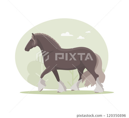 Irish Cob horse on a walk 120350896