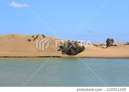 Nature reserve La Charca de Maspalomas. Bird nesting place - oasis in the dune 120351289