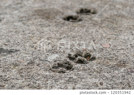 Cat paw prints imprinted in a concrete path. Animal track footprint wallpaper. Selective focus Cat paw prints imprinted in a concrete path. Animal track footprint wallpaper. Selective focus 120351942