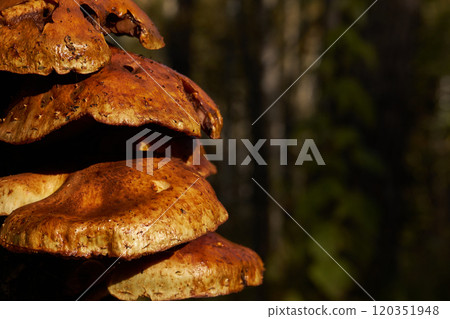 Group of forest mushrooms brown color, close-up. Copy space 120351948