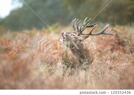Portrait of a red deer stag calling during the rut in autumn Portrait of a red deer stag calling during the rut in autumn 120352436