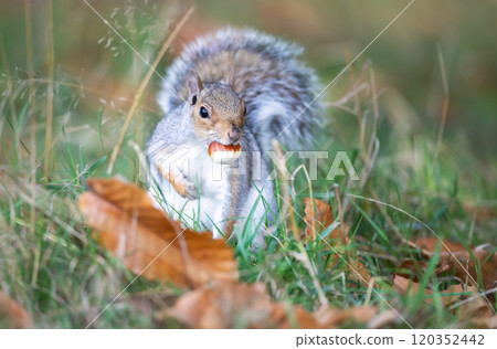 Grey squirrel eating sweet chestnut in grass in autumn Grey squirrel eating sweet chestnut in grass in autumn 120352442
