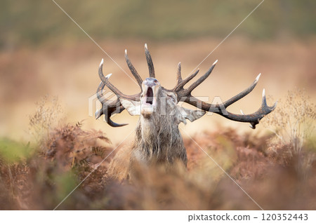 Portrait of a red deer stag calling during the rut in autumn Portrait of a red deer stag calling during the rut in autumn 120352443