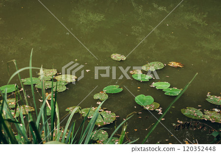 Pond with water lilies. Scenic of swamps in the park. Lake with water lilies in the garden Pond with water lilies. Scenic of swamps in the park. Lake with water lilies in the garden 120352448