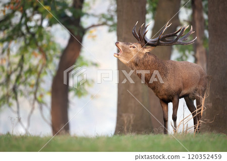 Red deer stag calling during the rut in autumn Red deer stag calling during the rut in autumn 120352459