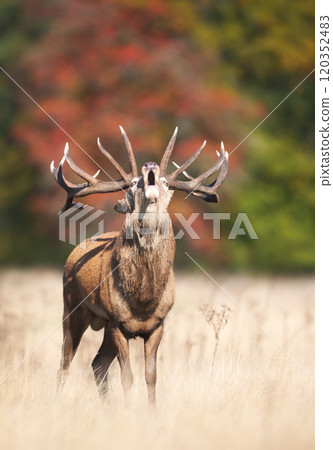 Red deer stag calling during the rut in autumn 120352483