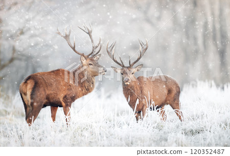 Two red deer stags in the falling snow in winter Two red deer stags in the falling snow in winter 120352487