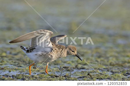 Ruff (Philomachus pugnax), Crete, Greece 120352833