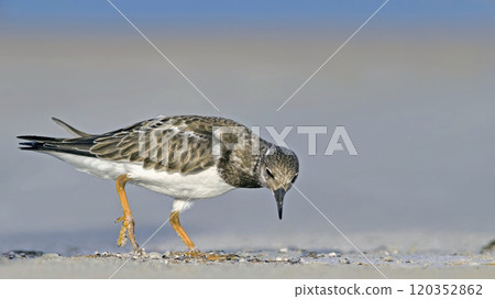 Ruddy Turnstone - Arenaria intepres, Crete 120352862