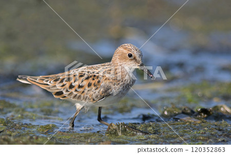 Little Stint (Calidris minuta), Crete, Greece Little Stint (Calidris minuta), Crete, Greece 120352863