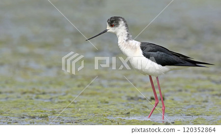 Black-winged Stilt (Himantopus himantopus), Greece Black-winged Stilt (Himantopus himantopus), Greece 120352864