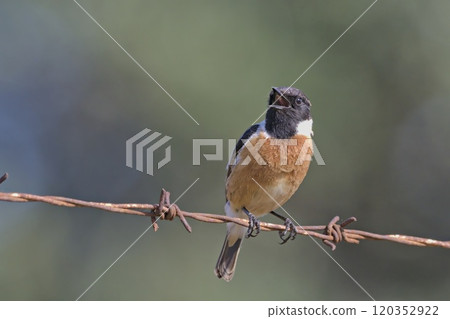 A male Common Stonechat - Saxicola rubicola, Crete A male Common Stonechat - Saxicola rubicola, Crete 120352922