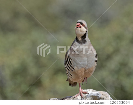 Chukar Partridge (Alectoris chukar), Greece 120353094