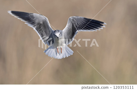Little gull (Hydrocoloeus minutus or Larus minutus), Crete Little gull (Hydrocoloeus minutus or Larus minutus), Crete 120353111