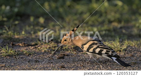Hoopoe (Upupa epops), Greece 120353127