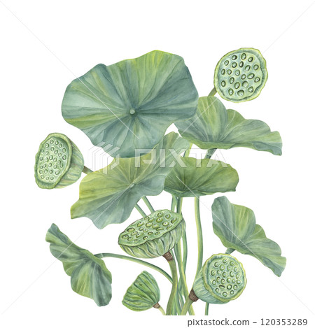 Watercolor lotus leaves with flower pods bouquet in realistic style. Hand drawn green water lily foliage, seed heads illustration for wedding invitation, ayurveda products, spa center. Watercolor lotus leaves with flower pods bouquet in realistic style. Hand drawn green water lily foliage, seed heads illustration for wedding invitation, ayurveda products, spa center. 120353289