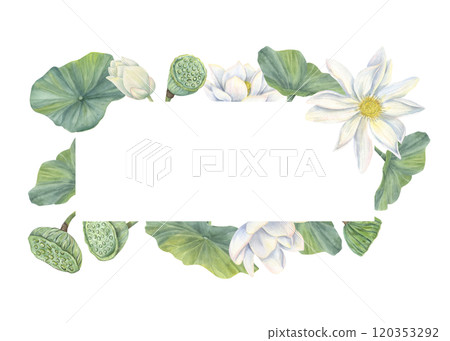 Watercolor blooming white lotus rectangle frame. Hand painting waterlily flowers with buds, seed pods, leaves botanical illustration for greeting card, invitation, labels. Copy space for text 120353292