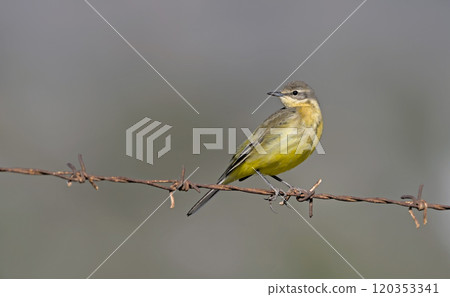 Yellow Wagtail - Motacilla flava, Greece 120353341