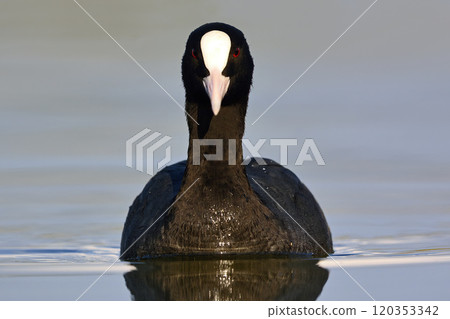 Coot (Fulica atra), Crete, Greece 120353342