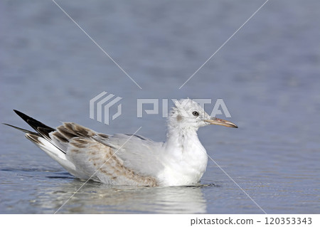 Slender-billed Gull (Chroicocephalus genei), Crete Slender-billed Gull (Chroicocephalus genei), Crete 120353343