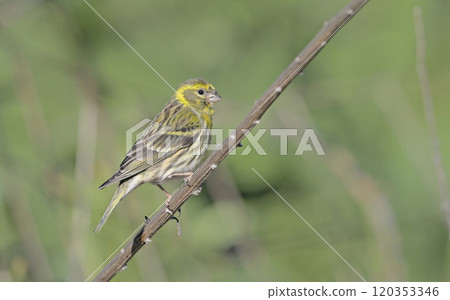 European serin, or just serin, Serinus serinus, Crete European serin, or just serin, Serinus serinus, Crete 120353346