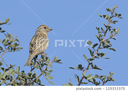 Female Italian Sparrow (Passer italiae), Crete Female Italian Sparrow (Passer italiae), Crete 120353370