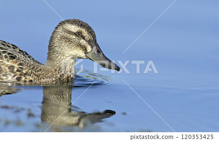The Garganey (Spatula querquedula), Greece 120353425