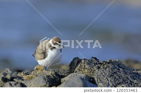 Kentish Plover (Charadrius alexandrinus), Greece 120353461