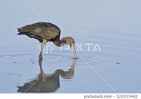 Glossy Ibis - Plegadis falcinellus, Crete Glossy Ibis - Plegadis falcinellus, Crete 120353482