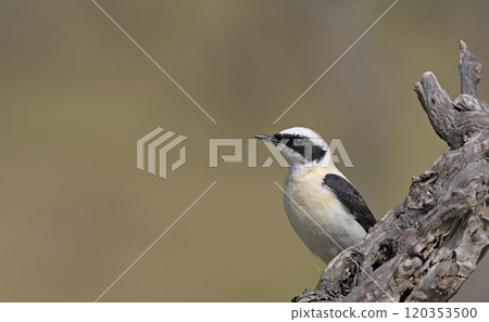 Black-eared Wheatear (Oenanthe melanoleuca), Crete Black-eared Wheatear (Oenanthe melanoleuca), Crete 120353500