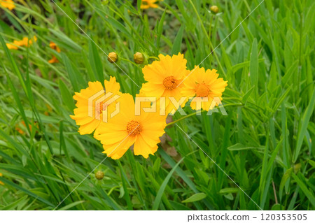 Flowers of Coreopsis grandiflora is growing in meadow. Countryside garden. Bright floral background. Blooming flowers. 120353505