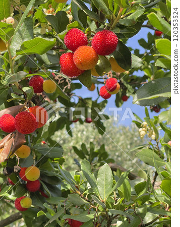 Fruit and leaves of wax berry on tree. Sunny fall day in Italy. Mountains and nature. Background for design. Fruit and leaves of wax berry on tree. Sunny fall day in Italy. Mountains and nature. Background for design. 120353524