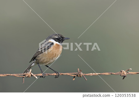 A male Common Stonechat - Saxicola rubicola, Crete A male Common Stonechat - Saxicola rubicola, Crete 120353538