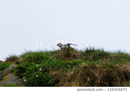 Atlantic puffin from Borgarfjordur fjord, east Iceland 120354673